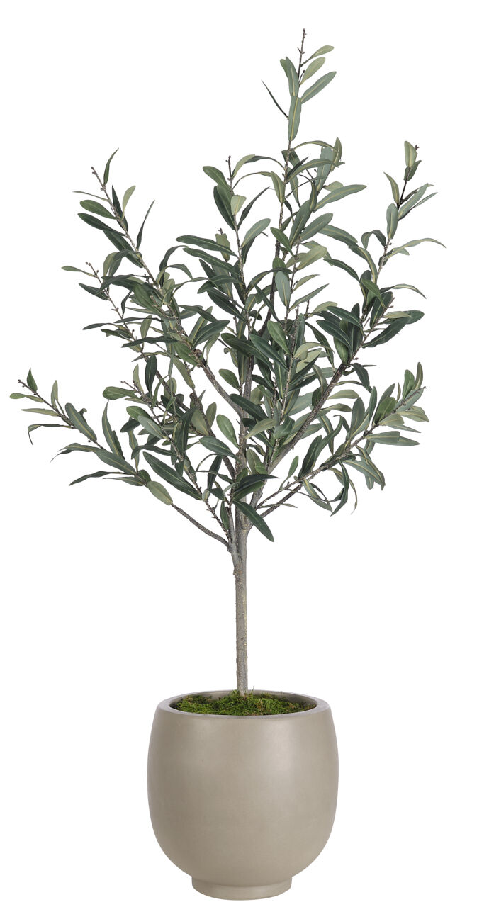 Olive Tree Arrangement