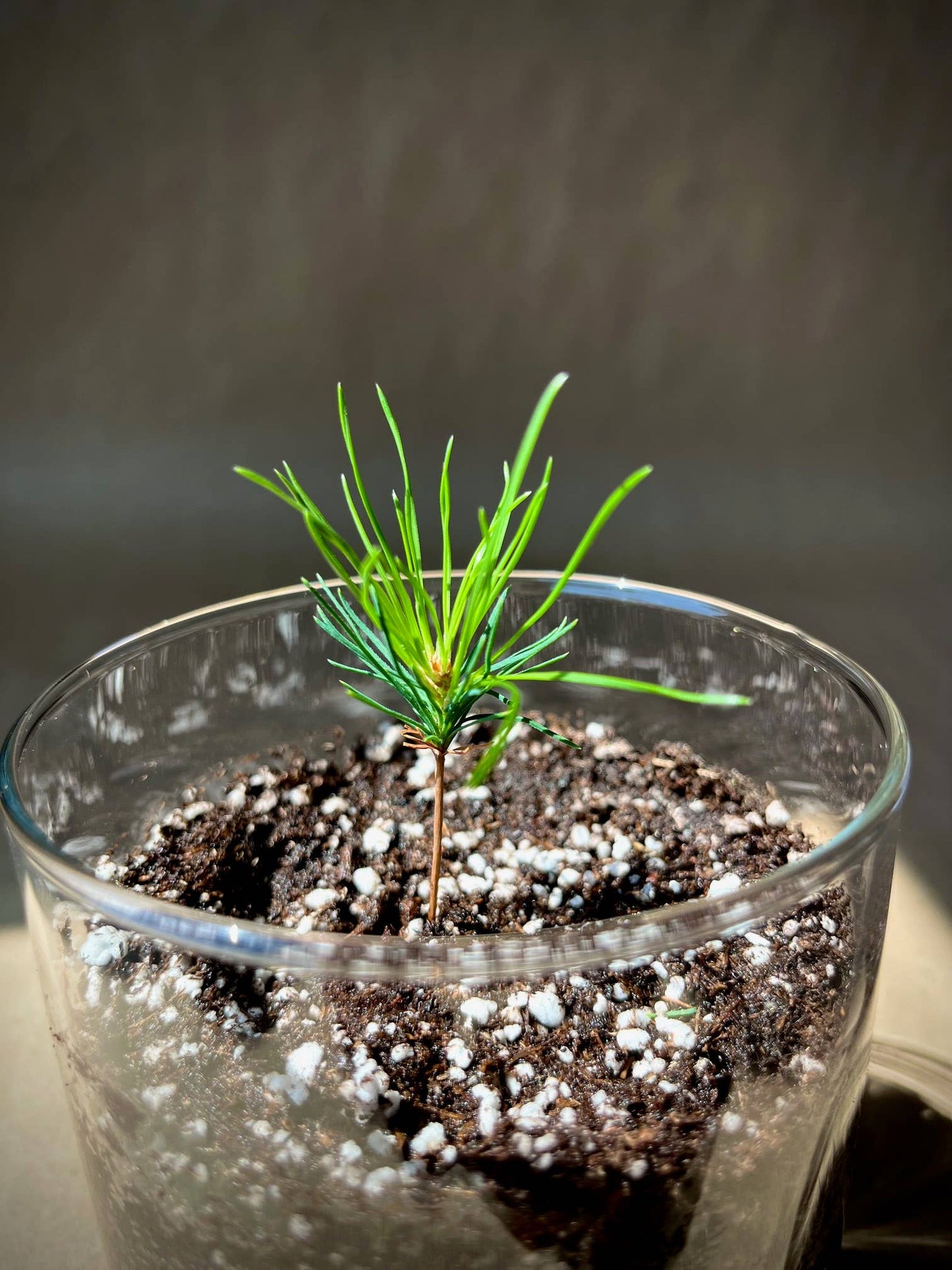 Christmas Tree in a Jar
