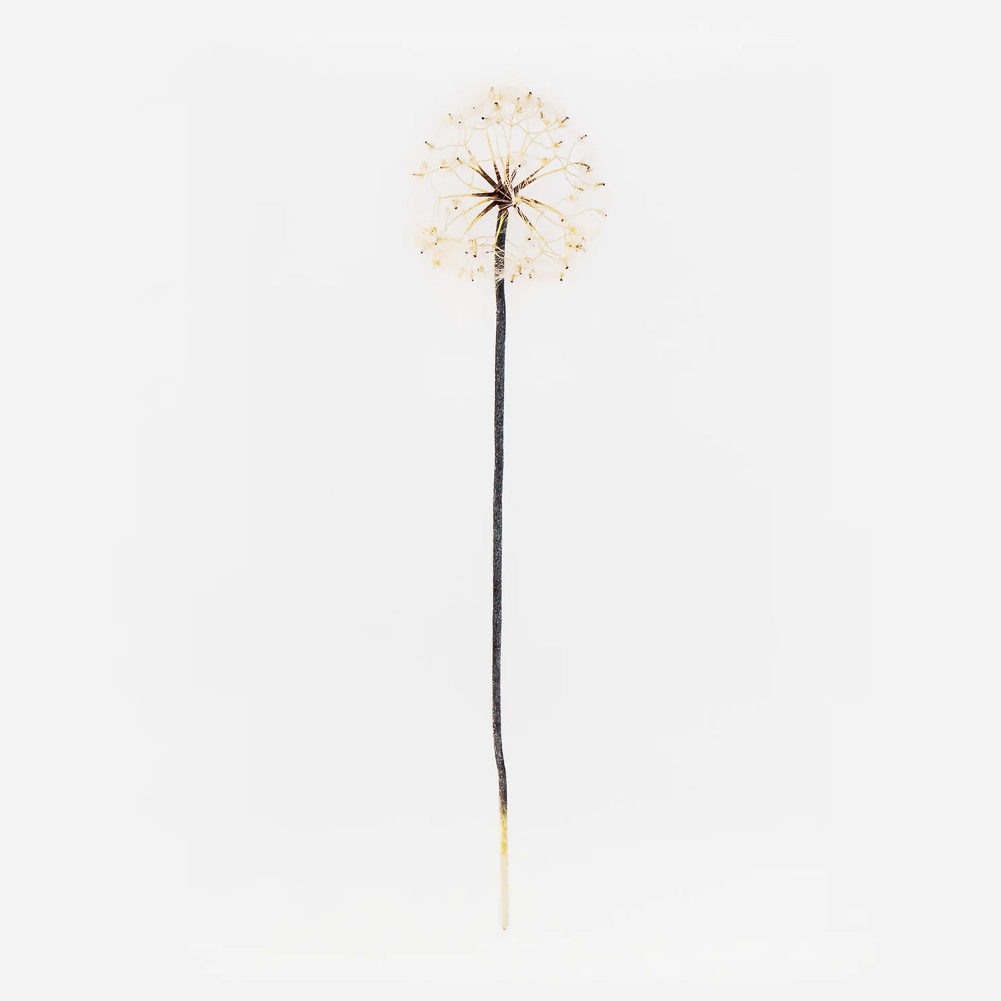 Dandelion Stem