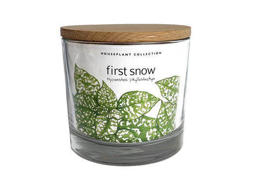 Plant In a Jar: First Snow Polka Dot Plant