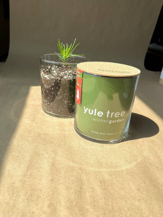 Christmas Tree in a Jar