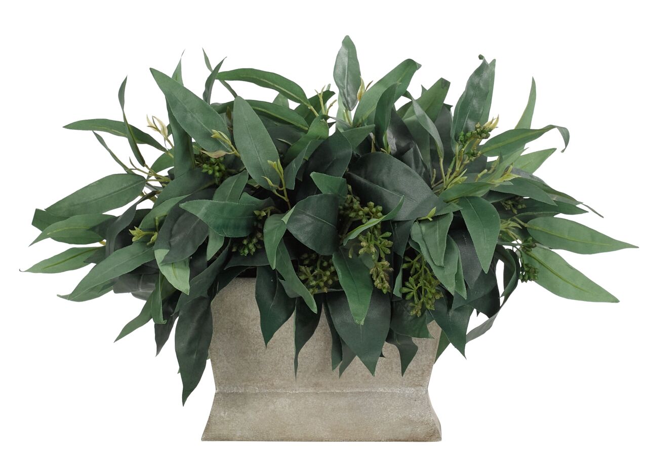 Eucalyptus Pot