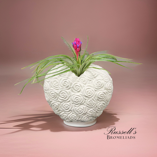 Blooming Heart Air Plant