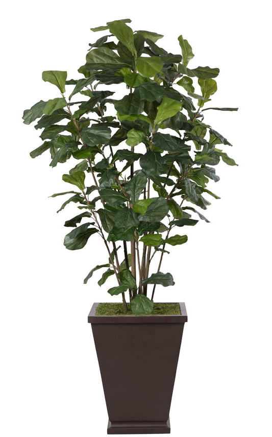 Fiddle Leaf Fig Tree