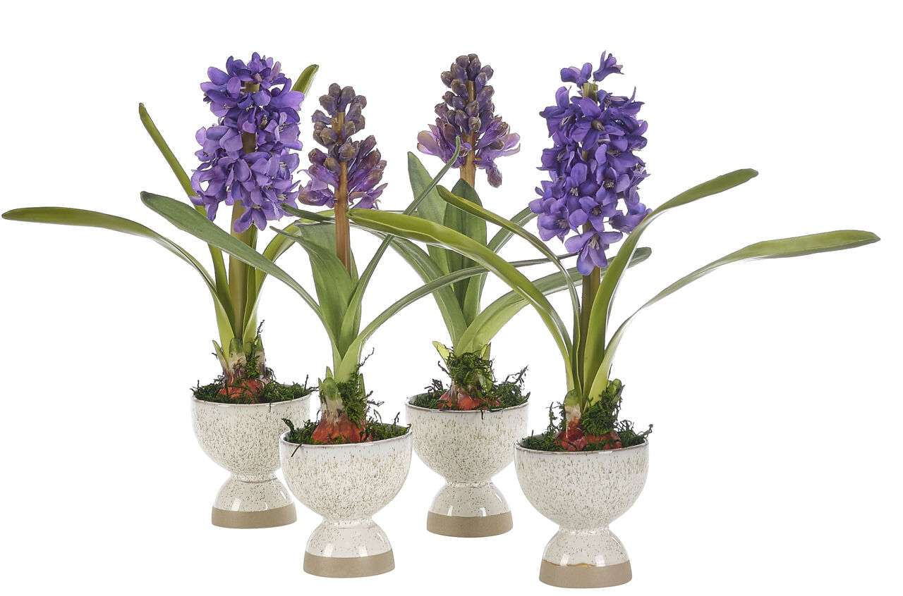 Hyacinth Arrangement