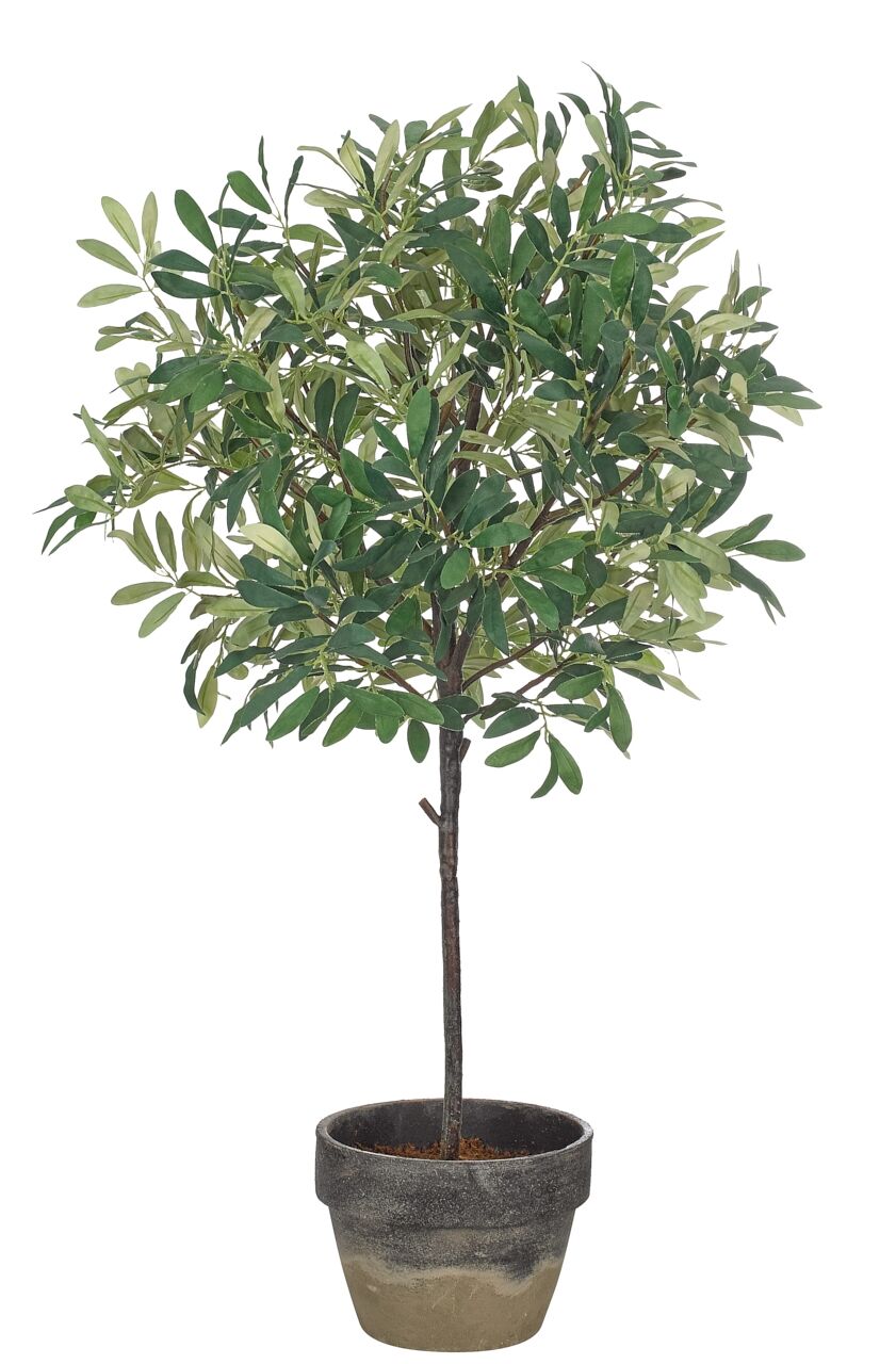Olive Tree Arrangement