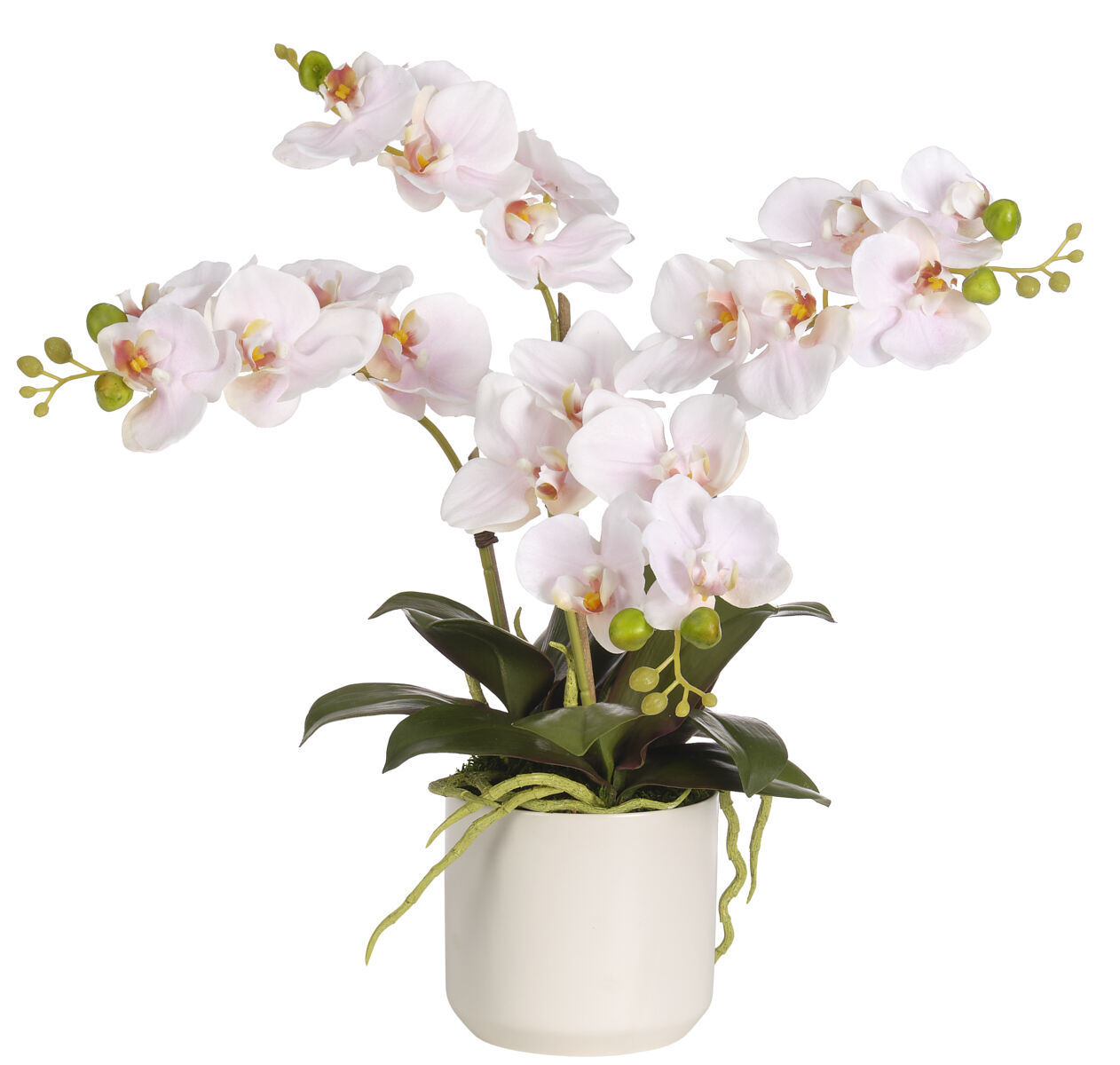 Orchid Arrangement