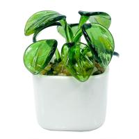 Glass Pilea Plant