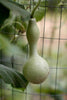 Little Summer Fun Garden Grow Kit