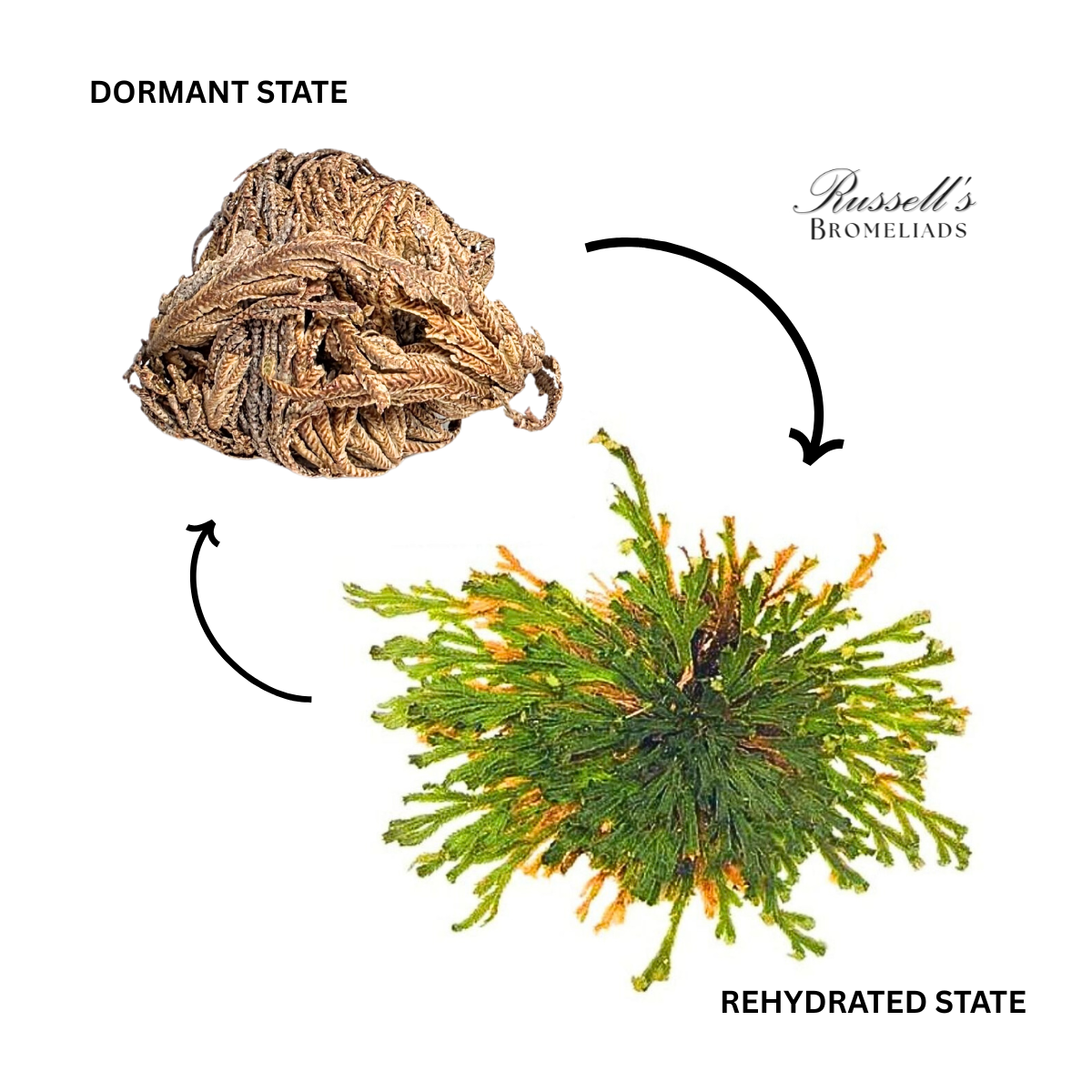 Resurrection Plant