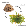 Resurrection Plant