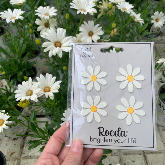 Daisy Magnets S/4 White