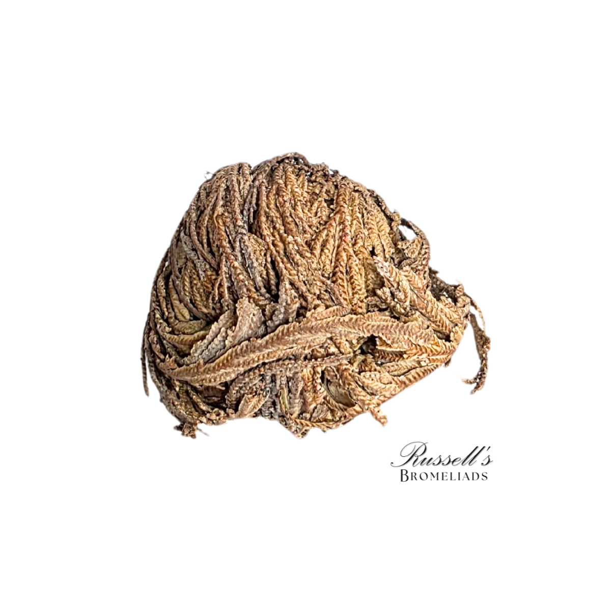 Resurrection Plant