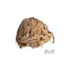 Resurrection Plant