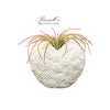 Blooming Heart Air Plant