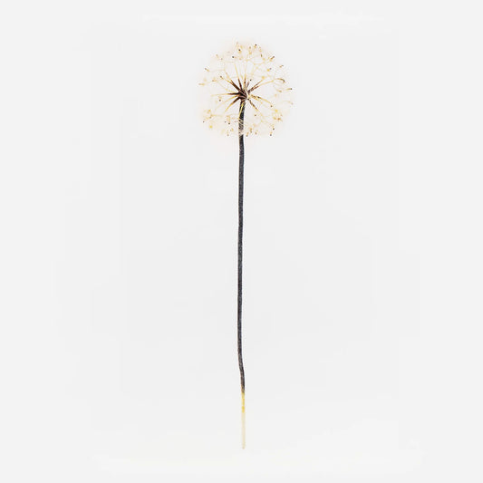 Dandelion Stem