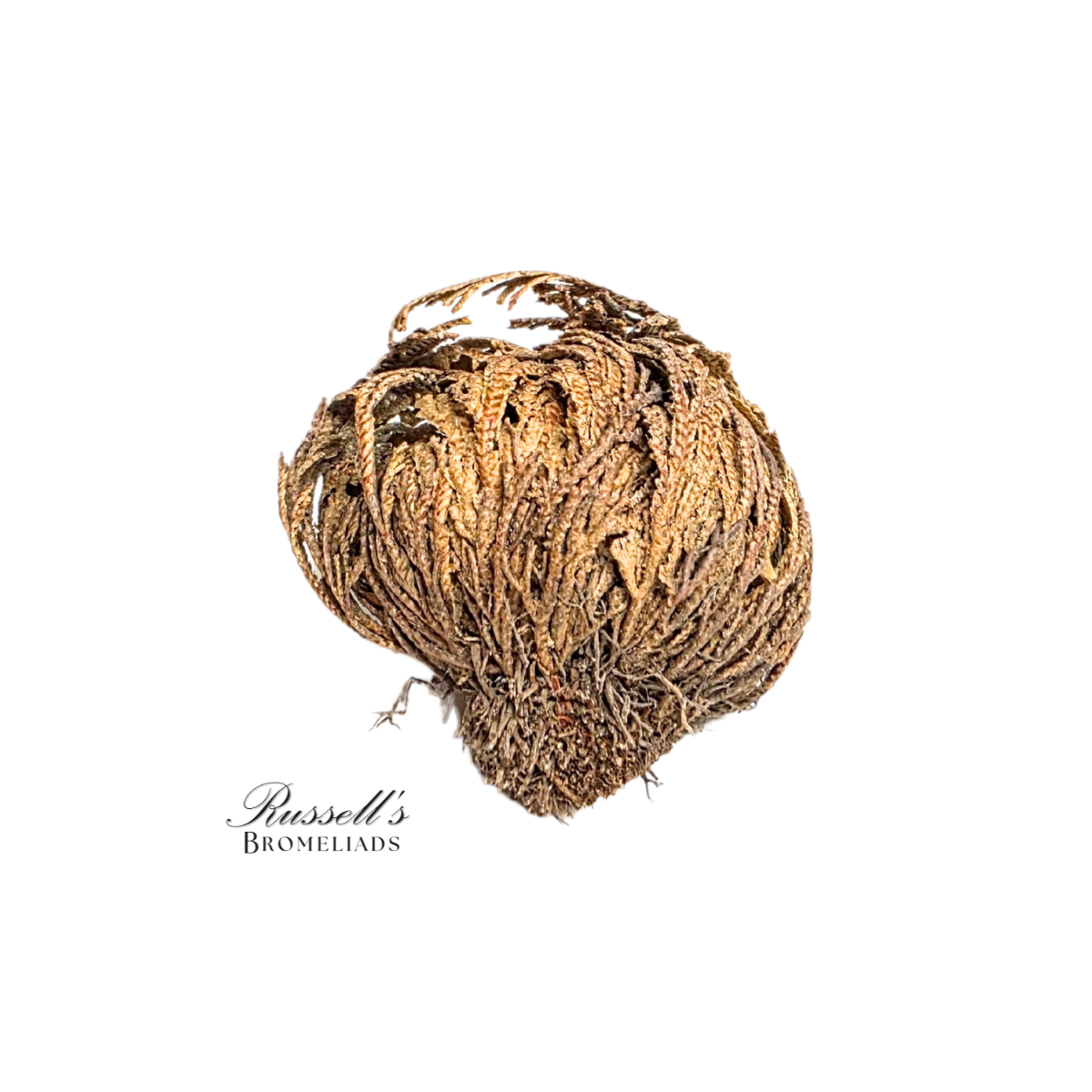 Resurrection Plant