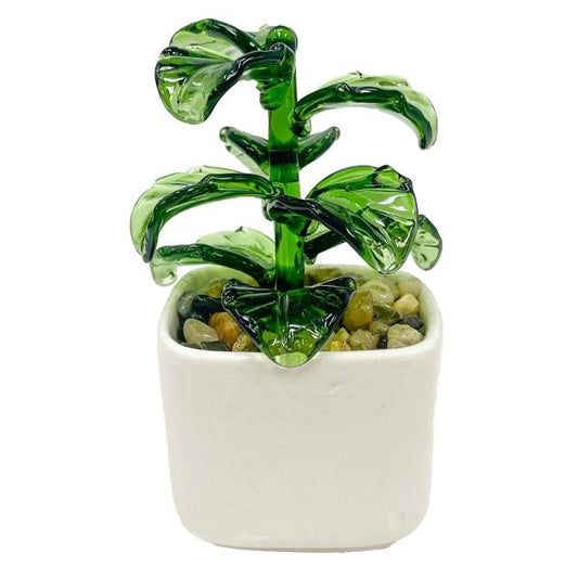 Glass Fiddle Leaf